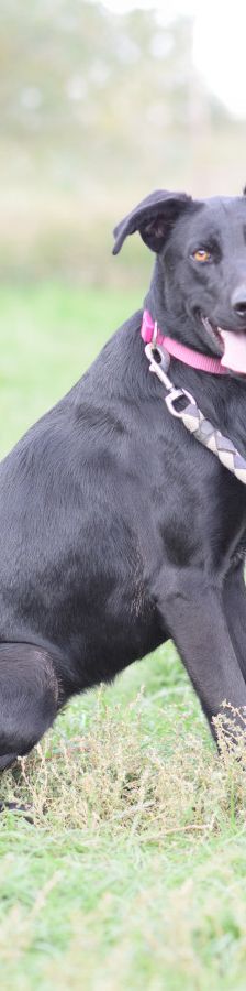 heidi – Mischling, Weibchen, 3 Jahre – Foto 4