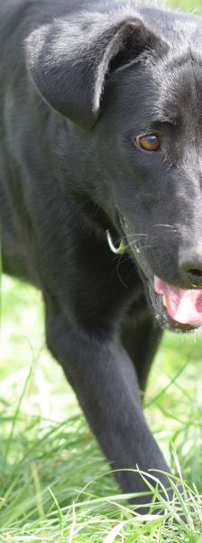 heidi – Mischling, Weibchen, 3 Jahre – Foto 5