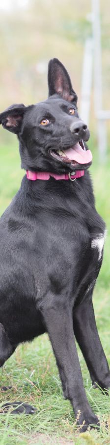 heidi – Mischling, Weibchen, 3 Jahre – Foto 6