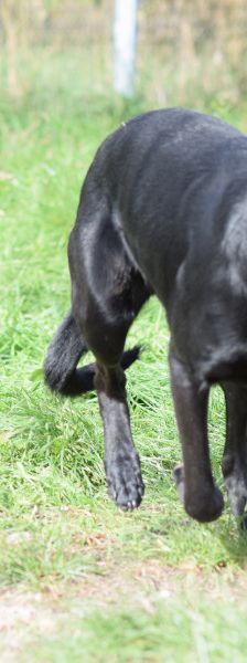 heidi – Mischling, Weibchen, 3 Jahre – Foto 7