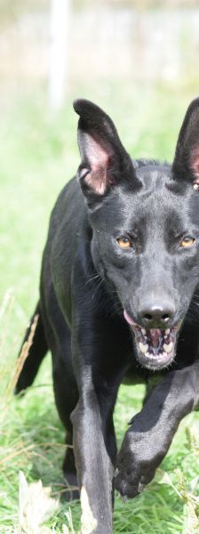 heidi – Mischling, Weibchen, 3 Jahre – Foto 8