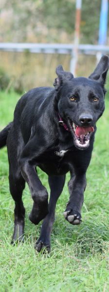heidi – Mischling, Weibchen, 3 Jahre – Foto 9