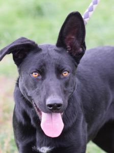 heidi – Mischling, Weibchen, 3 Jahre – Foto 10
