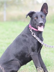 heidi – Mischling, Weibchen, 3 Jahre – Foto 11