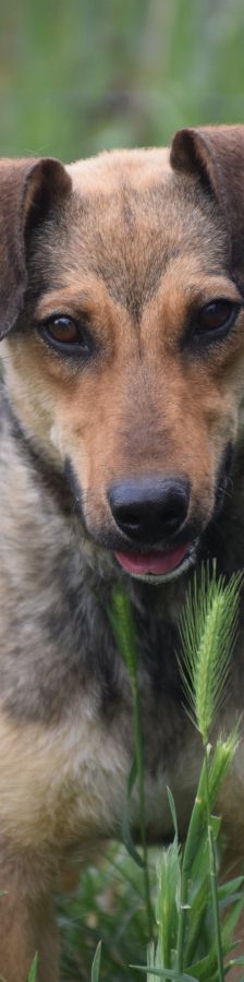 melange – Mischling, Weibchen, 1 Jahr, Ungarn – Foto 1