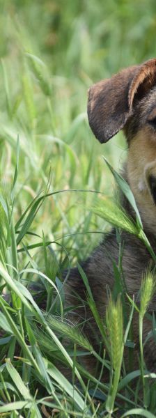 melange – Mischling, Weibchen, 1 Jahr, Ungarn – Foto 2