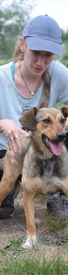melange – Mischling, Weibchen, 1 Jahr, Ungarn – Foto 4