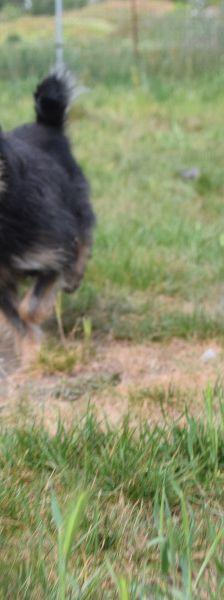 melange – Mischling, Weibchen, 1 Jahr, Ungarn – Foto 5