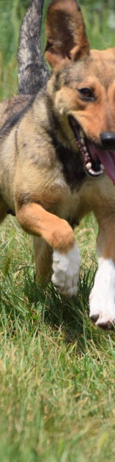 melange – Mischling, Weibchen, 1 Jahr, Ungarn – Foto 6