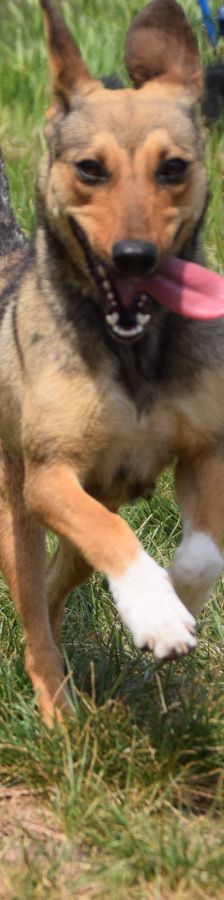 melange – Mischling, Weibchen, 1 Jahr, Ungarn – Foto 7