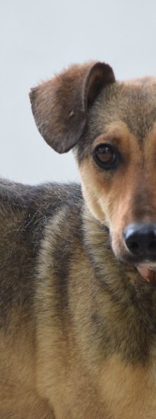 melange – Mischling, Weibchen, 1 Jahr, Ungarn – Foto 8