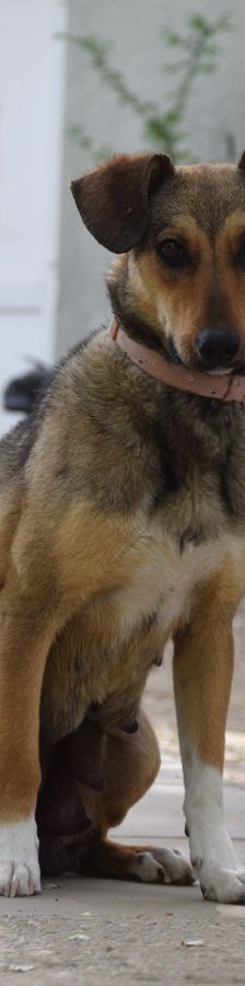 melange – Mischling, Weibchen, 1 Jahr, Ungarn – Foto 9