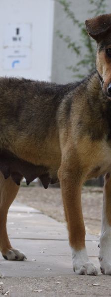 melange – Mischling, Weibchen, 1 Jahr, Ungarn – Foto 10