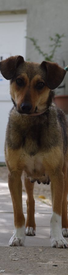 melange – Mischling, Weibchen, 1 Jahr, Ungarn – Foto 11