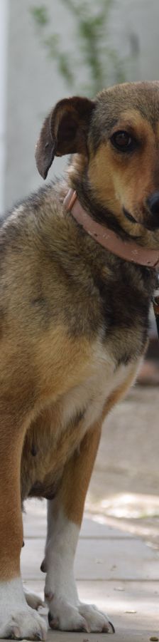 melange – Mischling, Weibchen, 1 Jahr, Ungarn – Foto 12