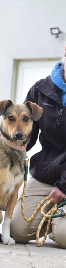 melange – Mischling, Weibchen, 1 Jahr, Ungarn – Foto 13