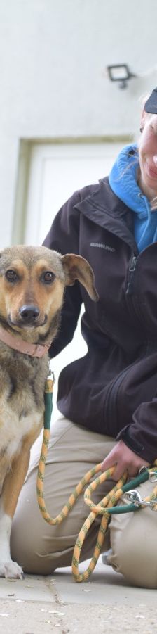 melange – Mischling, Weibchen, 1 Jahr, Ungarn – Foto 14