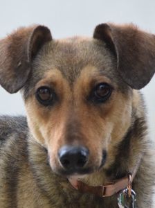 melange – Mischling, Weibchen, 1 Jahr, Ungarn – Foto 15