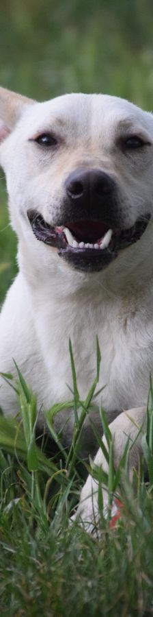 momo – Mischling, Unbekannt, 2 Jahre, Ungarn – Foto 1