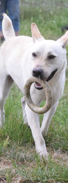 momo – Mischling, Unbekannt, 2 Jahre, Ungarn – Foto 2