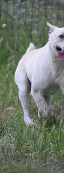 momo – Mischling, Unbekannt, 2 Jahre, Ungarn – Foto 3