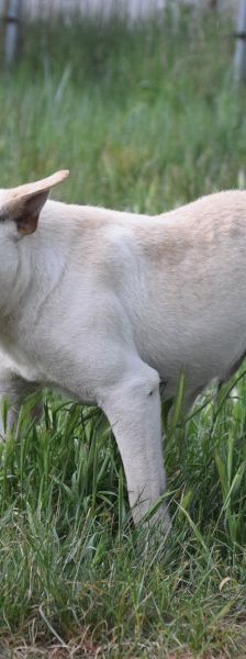 momo – Mischling, Unbekannt, 2 Jahre, Ungarn – Foto 4