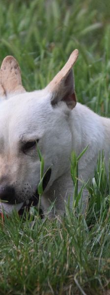 momo – Mischling, Unbekannt, 2 Jahre, Ungarn – Foto 5