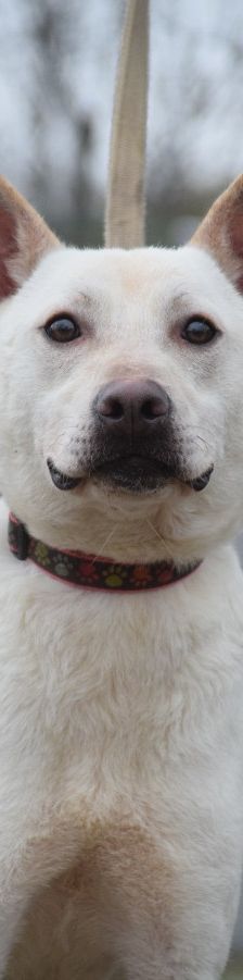momo – Mischling, Unbekannt, 2 Jahre, Ungarn – Foto 6