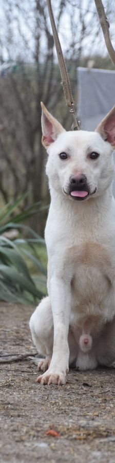 momo – Mischling, Unbekannt, 2 Jahre, Ungarn – Foto 7