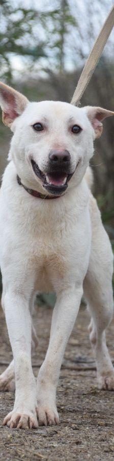 momo – Mischling, Unbekannt, 2 Jahre, Ungarn – Foto 8