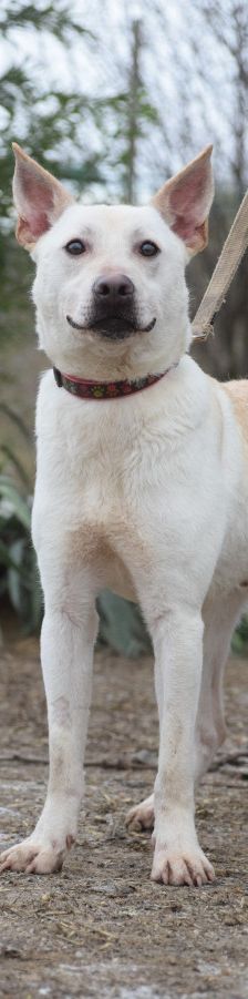 momo – Mischling, Unbekannt, 2 Jahre, Ungarn – Foto 9
