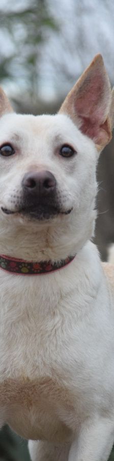 momo – Mischling, Unbekannt, 2 Jahre, Ungarn – Foto 10