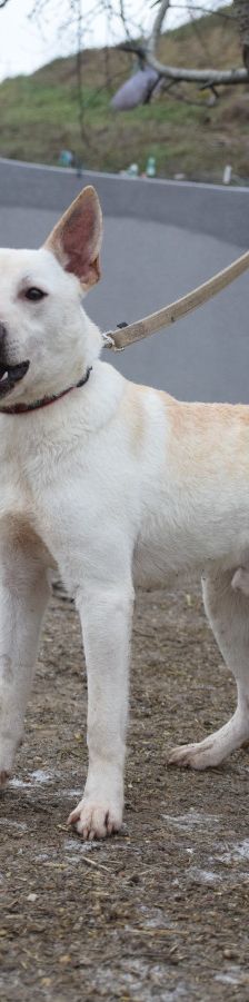 momo – Mischling, Unbekannt, 2 Jahre, Ungarn – Foto 11