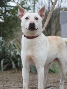 momo – Mischling, Unbekannt, 2 Jahre, Ungarn – Foto 14