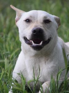 momo – Mischling, Unbekannt, 2 Jahre, Ungarn – Foto 15