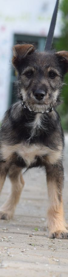 Thorsten – Mischling, Weibchen, 1 Jahr, Ungarn – Foto 1