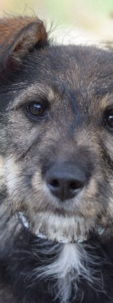 Thorsten – Mischling, Weibchen, 1 Jahr, Ungarn – Foto 2