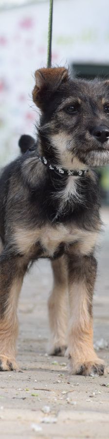 Thorsten – Mischling, Weibchen, 1 Jahr, Ungarn – Foto 3