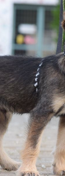 Thorsten – Mischling, Weibchen, 1 Jahr, Ungarn – Foto 4