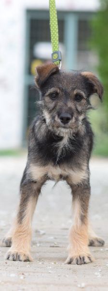 Thorsten – Mischling, Weibchen, 1 Jahr, Ungarn – Foto 5