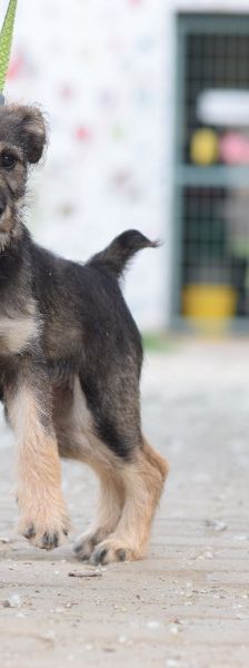 Thorsten – Mischling, Weibchen, 1 Jahr, Ungarn – Foto 6