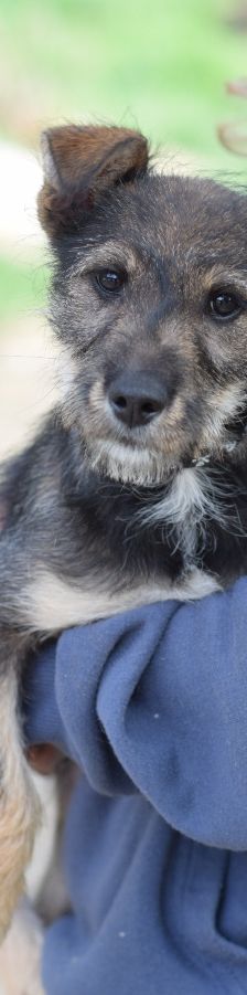 Thorsten – Mischling, Weibchen, 1 Jahr, Ungarn – Foto 7