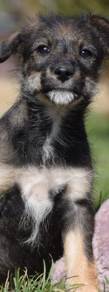 Thorsten – Mischling, Weibchen, 1 Jahr, Ungarn – Foto 8