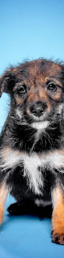 Thorsten – Mischling, Weibchen, 1 Jahr, Ungarn – Foto 9