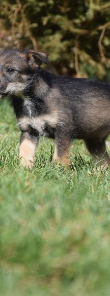 Thorsten – Mischling, Weibchen, 1 Jahr, Ungarn – Foto 11