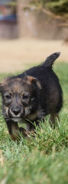 Thorsten – Mischling, Weibchen, 1 Jahr, Ungarn – Foto 12