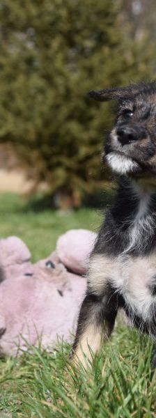 Thorsten – Mischling, Weibchen, 1 Jahr, Ungarn – Foto 13