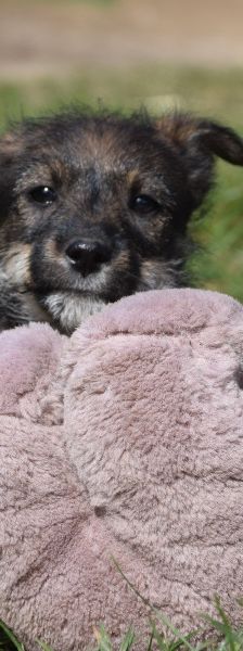 Thorsten – Mischling, Weibchen, 1 Jahr, Ungarn – Foto 14