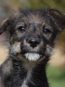 Thorsten – Mischling, Weibchen, 1 Jahr, Ungarn – Foto 15