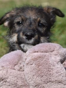 Thorsten – Mischling, Weibchen, 1 Jahr, Ungarn – Foto 16